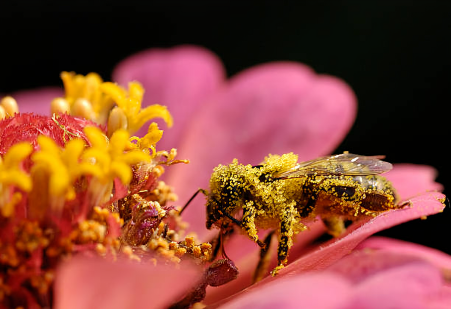 desensibilisation pollen